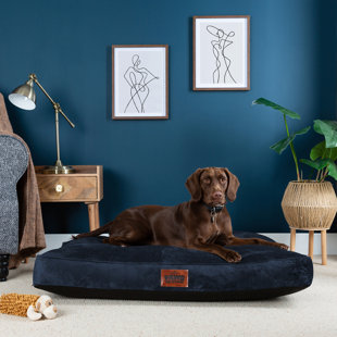 Dark blue outlet dog bed